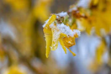 yellow forsythia flowers are covered with freshly fallen snow