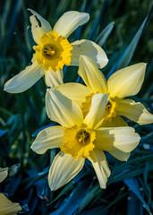 Fototapeta premium Daffodils