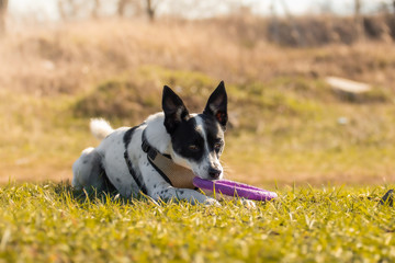 The dog is resting on a bright field and playing with a toy during training