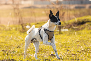 Dog in motion, runs in the field, basenji executes commands and plays