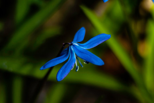 Cebulice syberyjskie mają drobne dzwonkowate kwiaty osadzone na szypułkach. Najczęściej spotkać je można w kolorze niebieskim. cebulice kwitną od marca do kwietnia, tworząc wraz z innymi wiosennymi ro