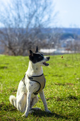 Focused dog catches feed, command to execute for basenji