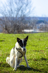 Focused dog catches feed, command to execute for basenji