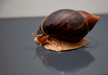 Portrait of a snail. Big African snail Achatina. Exotic pet not allergic.