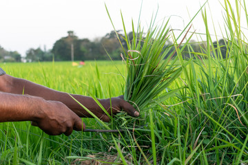 A rural youth is mowing grass in a green meadow