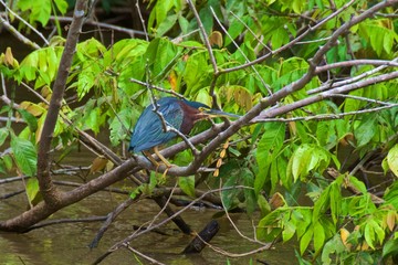 Green heron standing over River Frio in Los Chiles, Costa Rica