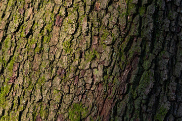 EIche Oak Rinde Oberfläche Struktur Baum Wald Sauerland Deutschland Schutz Förster Borkenkäfer Trockenheit Risse Moos Licht Sonne Schatten rauh Jahreszeiten Feuchtigkeit Haut Bäume Deutschland