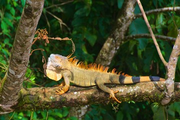 Colorful iguana in found in the rainforest in Costa Rica
