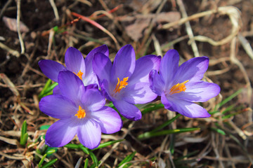 Beautiful blue crocuses flowers. Flowering of the first snowdrops. Close-up. Top view. Background. Landscape.