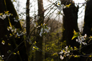 White blossom in early spring