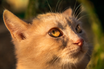 Portrait of a scared kitten in sunset