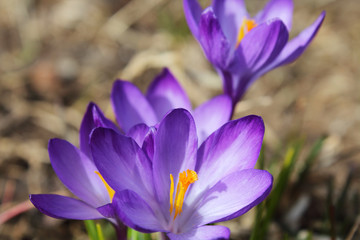 Beautiful crocuses flowers. Flowering in the spring. Close-up. Top view. Background. Landscape.