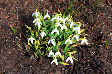 Beautiful flowers of snowdrops. Flowering in the spring. Top view. Close-up. Background. Landscape.