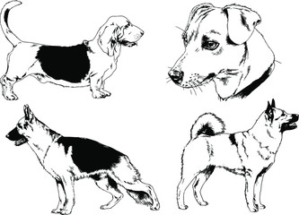 vector drawings sketches pedigree dog and cat drawn in ink by hand , objects with no background