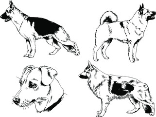 vector drawings sketches pedigree dog and cat drawn in ink by hand , objects with no background