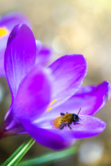 Macro shot of purple crocus and bee in spring garden. Easter background.