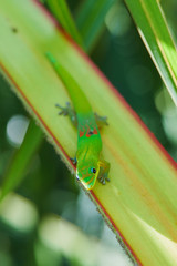 gecko vert sur branche et feuille de palmier