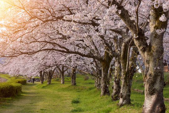 Cherry blossom trees in Hirosaki Park, Tohoku, Honshu, Japan