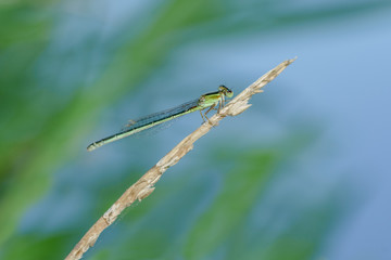 Agrion libellule sur feuille verte