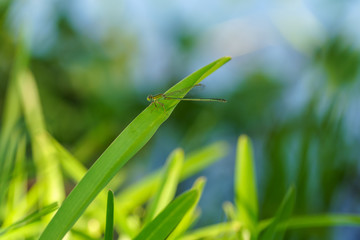 Agrion libellule sur feuille verte