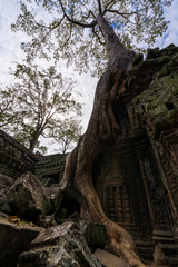Fototapeta na wymiar The ruins of Ta Prohm Temple hidden in jungle in Siem Reap part of the Angkor Wat in Siem Reap, Cambodia