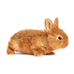 Adorable fluffy Easter bunny on white background