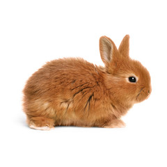 Obraz premium Adorable fluffy Easter bunny on white background