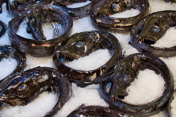 Black scabbard fish (aphanopus carbo) prepared for sale on ice at a fish counter in a supermarket on the island of Madeira