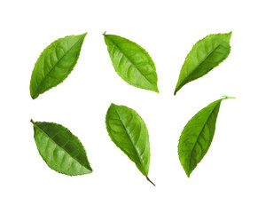 Naklejka na ściany i meble Set of fresh green tea leaves on white background