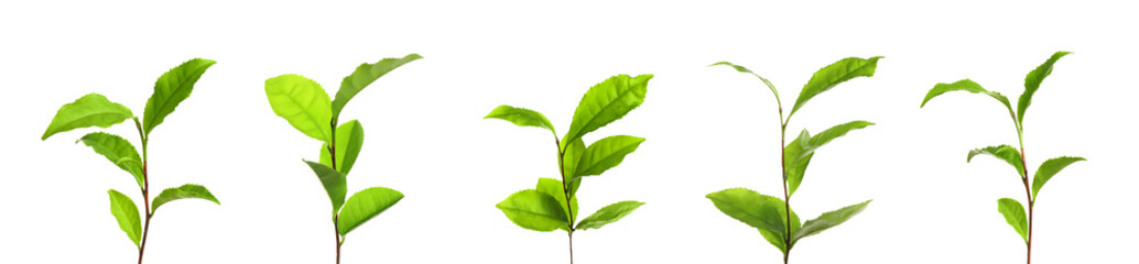 Set of tea plants with fresh green leaves on white background. Banner design
