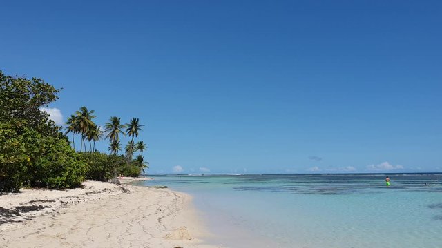 Beach and coconut palm trees, caribbean summer