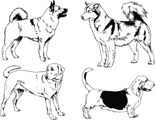 vector drawings sketches pedigree dogs in the racks drawn in ink by hand , objects with no background