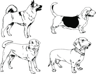 vector drawings sketches pedigree dogs in the racks drawn in ink by hand , objects with no background