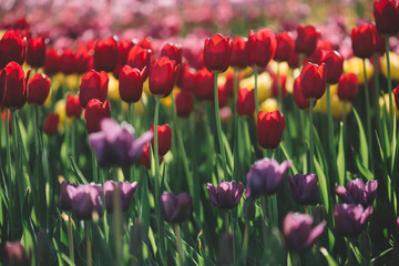 Obraz premium Vintage tulips 