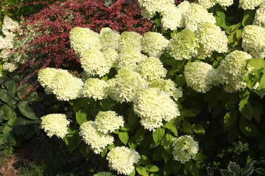 Inflorescences of blossoming  green-white Hydrangea Paniculata, grade "Limelight", at sunny day. Summer nature. Postcard with hydrangeas. Hydrangeas blooming. Blossom in garden. Gardening and flowers
