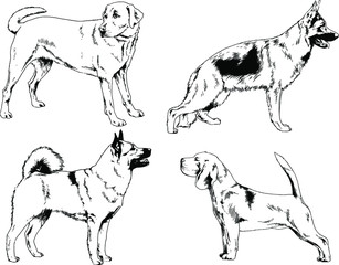 vector drawings sketches pedigree dogs in the racks drawn in ink by hand , objects with no background