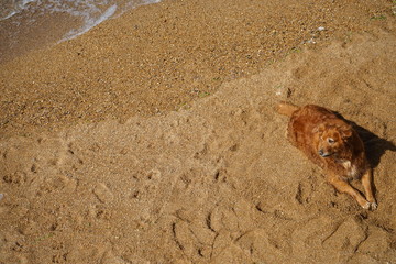 Big ginger dog for a walk. The dog lies on the sand near the sea. Top view, copy space.