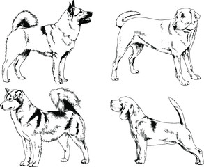 vector drawings sketches pedigree dogs in the racks drawn in ink by hand , objects with no background