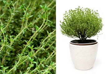 Green thyme plant growing on white background isolated