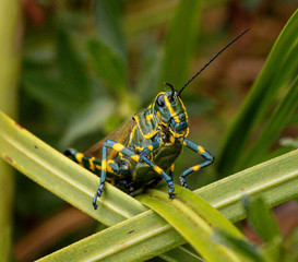 Grasshopper