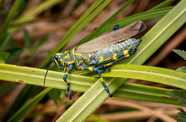 Grasshopper