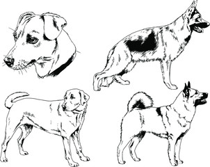 vector drawings sketches pedigree dogs in the racks drawn in ink by hand , objects with no background