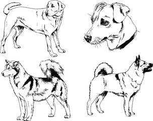 vector drawings sketches pedigree dogs in the racks drawn in ink by hand , objects with no background