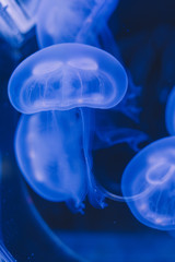 jellyfish in water