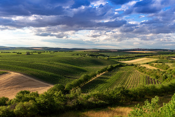 Fototapeta na wymiar The view of the landscape is full of vineyards that divide the fields of grain and alleys in the setting sun