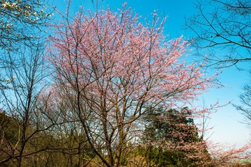 八面山の山桜