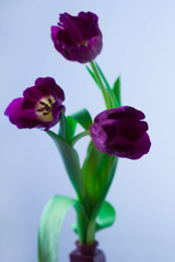 bouquet of tulips in a vase on the table, light background, postcard, spring