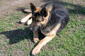 Dog Sheepdog Lies in a Meadow