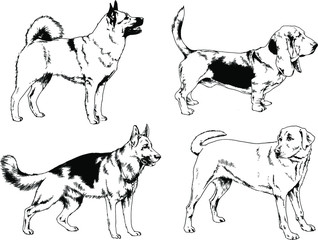 vector drawings sketches pedigree dogs in the racks drawn in ink by hand , objects with no background