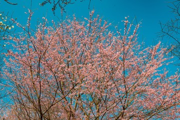 八面山の山桜